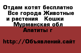 Отдам котят бесплатно  - Все города Животные и растения » Кошки   . Мурманская обл.,Апатиты г.